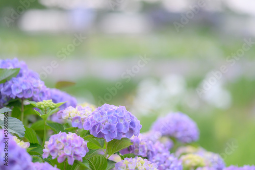 Fototapeta Naklejka Na Ścianę i Meble -  青い紫陽花