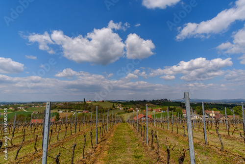 Vineyard Lendava