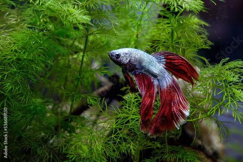 Obraz na płótnie Betta splendens
