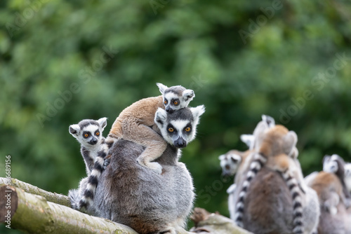 Group od adult and young ring-tailed lemur outdoors. Horizontally. 