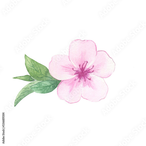 Watercolor almond or cherry blossom with green leaves. Illustration of pink flower. Hand drawn natural element for packaging  label  logo  decoration design.