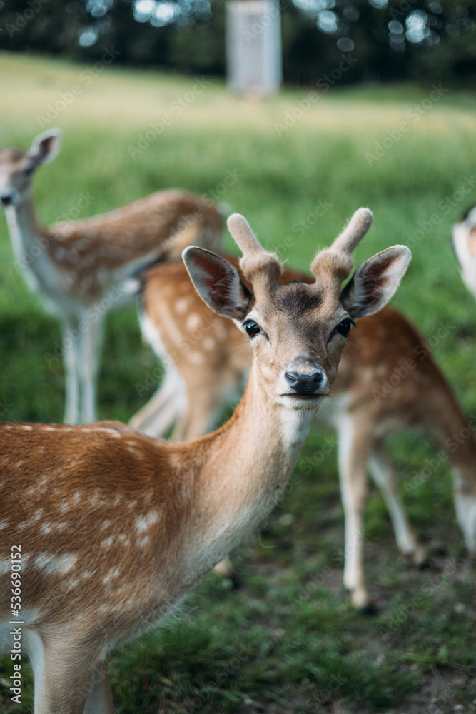 Fallow deer family in Germany