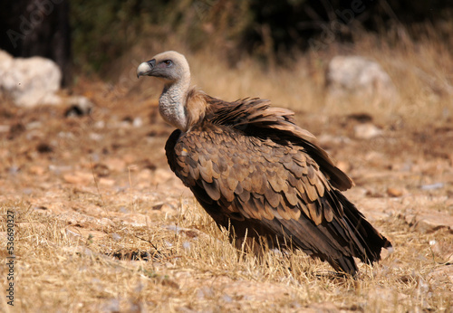 Buitre leonado