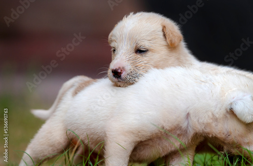 pair of cute puppies, puppy in  closeup, playing puppies of dog , puppies of afghan kuchi dogs, The Kuchi Dog, also known as the Afghan Shepherd, is an Afghan livestock guardian dog © Tariq