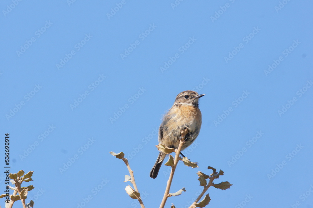 Pájaro Pájaro