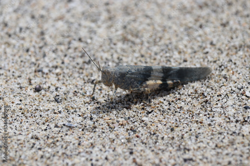 A blue gray grasshopper that lives in the sand A blue gray grasshopper that lives in the sand
