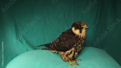 Exotic veterinarian feeding a sick falcon that refuses to eat, and in the process he's also given medicine. Eurasian hobby (subgenus Hypotriorchis). wildlife vet, Falconry, Birds. Veterinary. animals photo