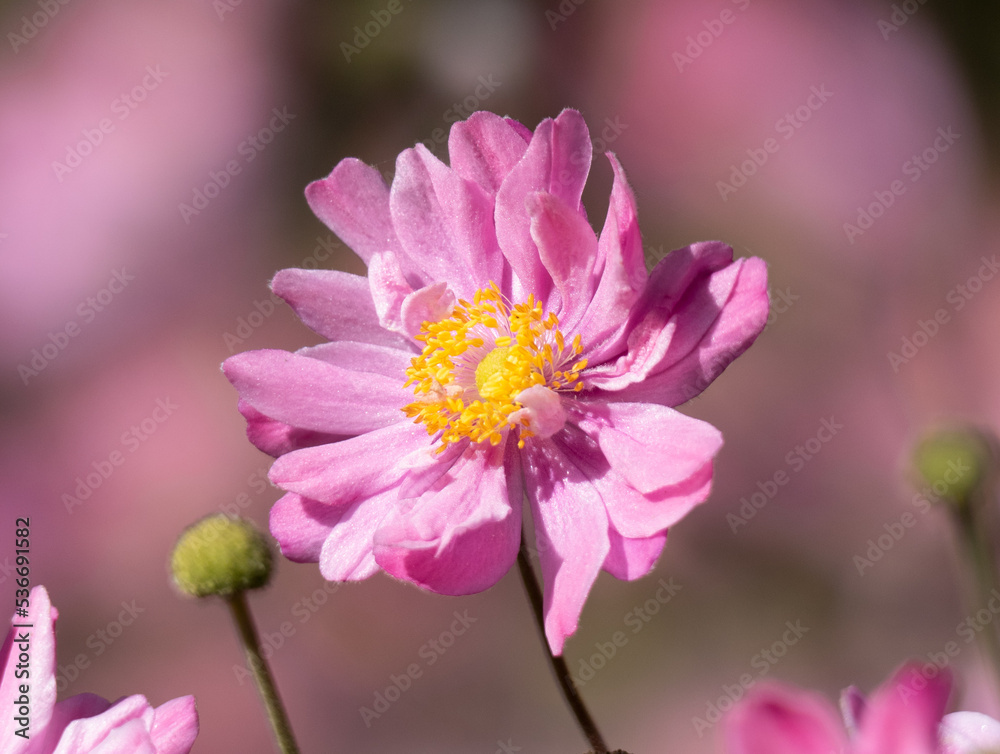 Pink autumn flower in the garden