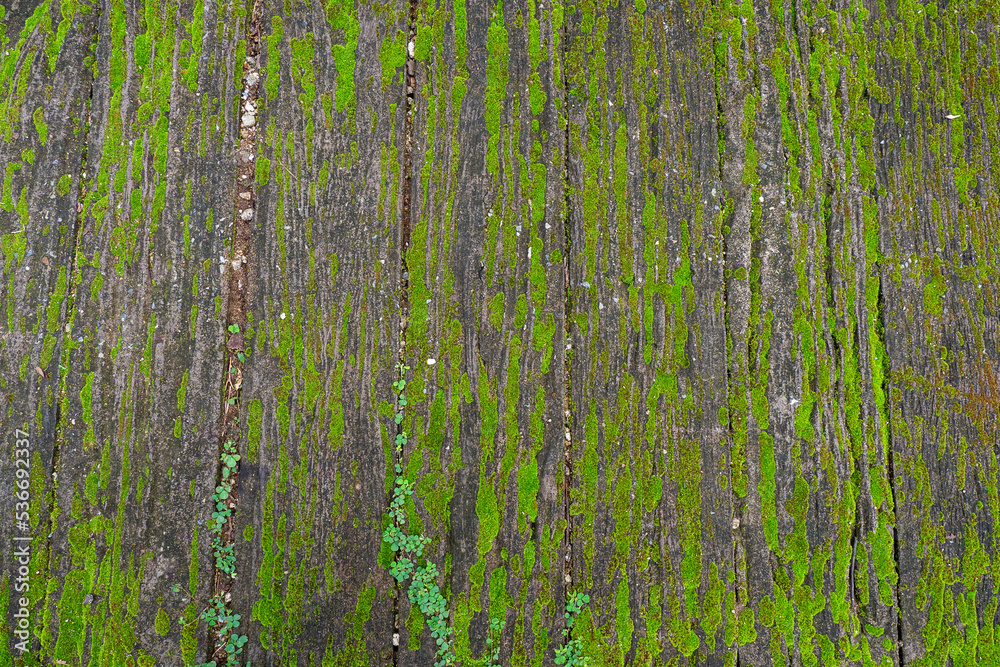 Obraz premium Old brick floor with mossy