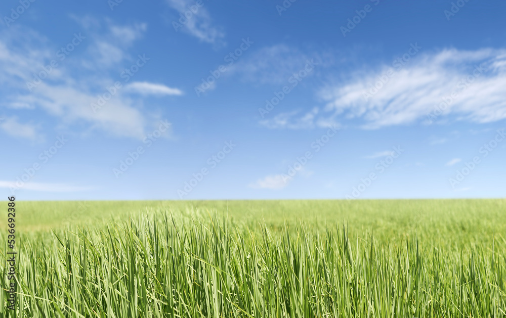 natural green rice farm and blue sky background ,farm bacground