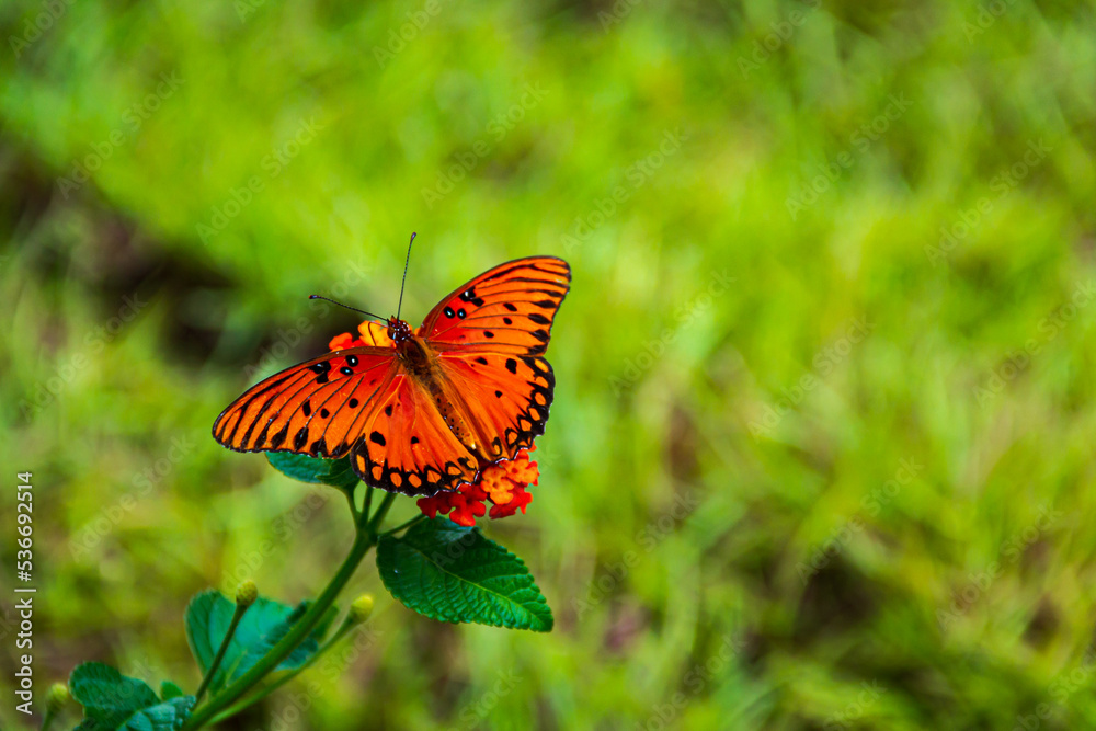 Obraz premium Closeup of a colorful orange butterfly on yellow and red flowers