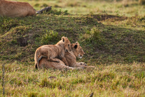 A pair of lions playing with each other