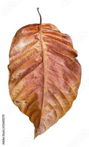 dry leaf isolated and save as to PNG file