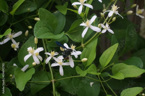 Large Black Wasp Seeking Nector from White Stephanotis Flower Vine in Sunlight photo