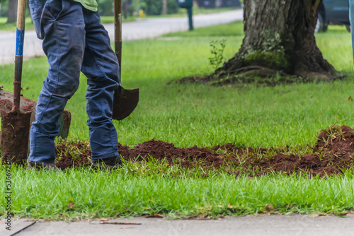 Blue-collar landscape worker prepping for an underground irrigation system or drainage pipe install by digging a trench using a spade in this green grassy yard with a tree on a quiet residential road