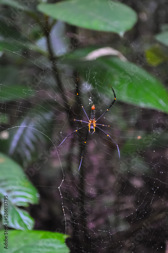 Close up shot of a Giant golden orb weaver spider(Banana spider, Nephila pilipes) sitting in a spider web with selective focus on subject and background blur in Sylhet, Bangladesh