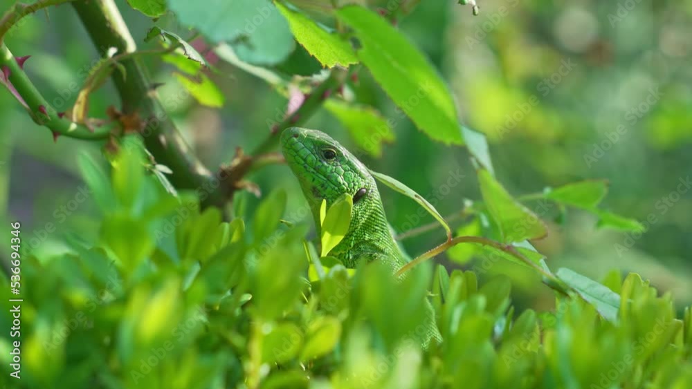 a small green lizard on green bushes. lizards catch beetles, butterflies and other crop pests, feed on bears, which helps gardeners and farmers. a small green lizard on green bushes. lizards catch beetles, butterflies and other crop pests, feed on bears, which helps gardeners and farmers.