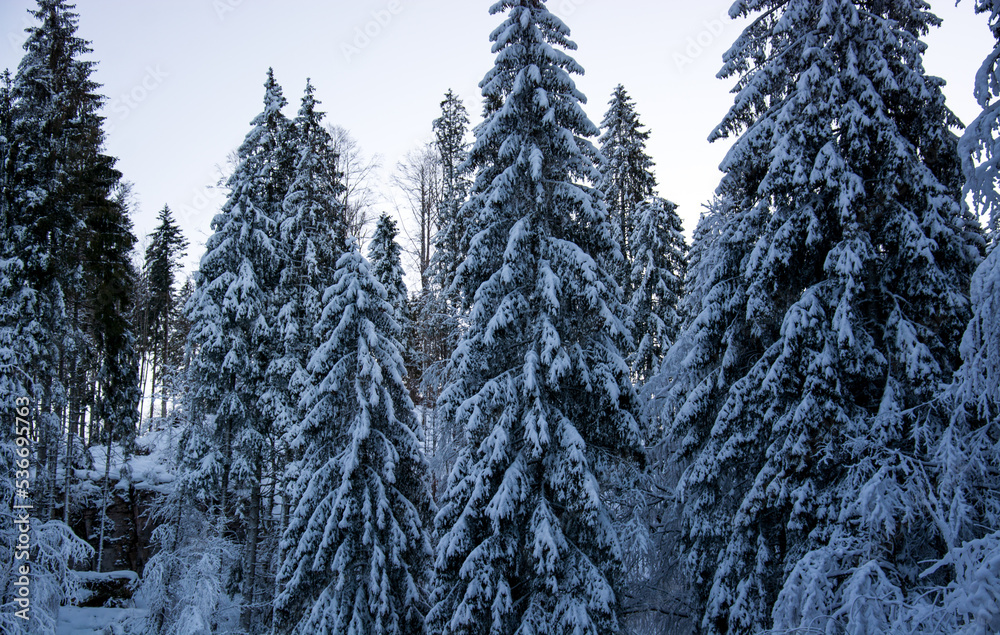 the fir trees on the mountains covered by heavy snow the fir trees on the mountains covered by heavy snow