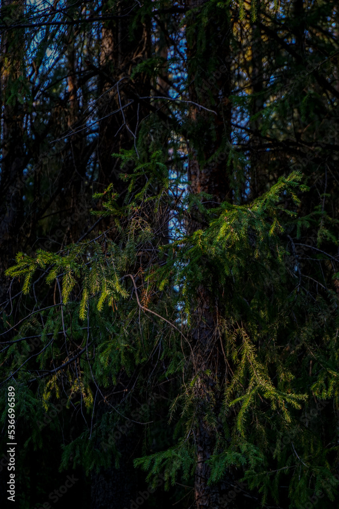 Fototapeta premium forest in the morning