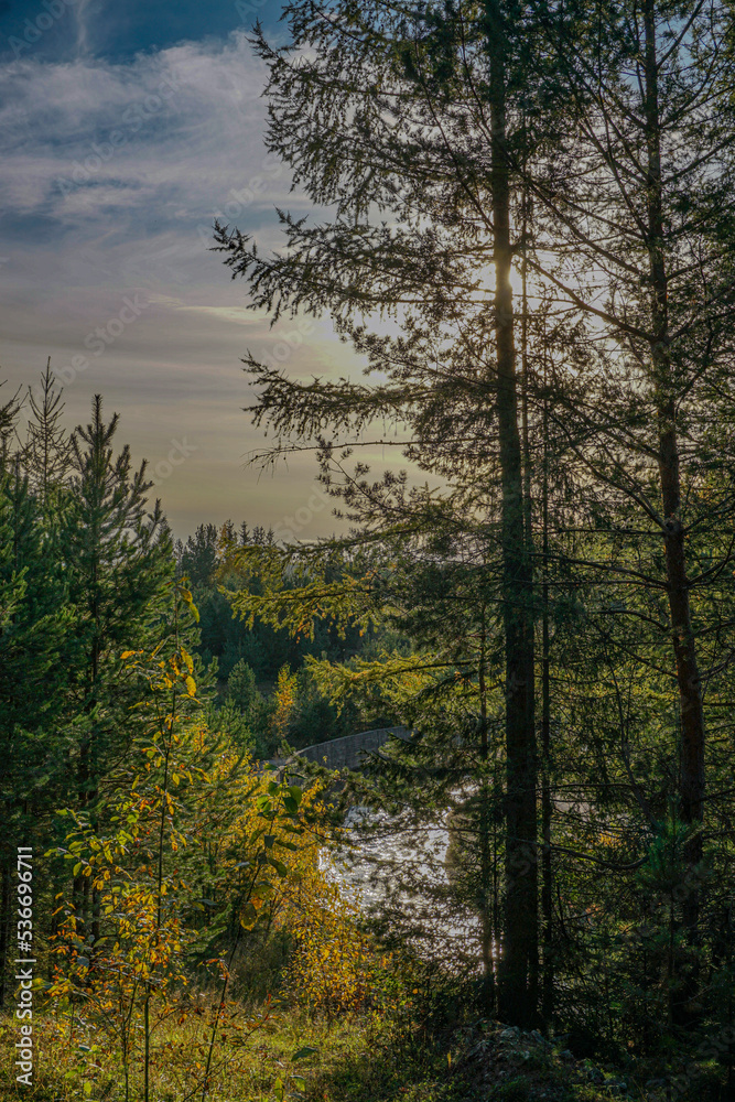 Obraz premium sunset in the forest