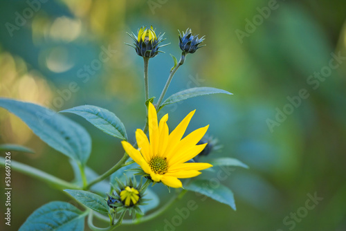 yellowish blooming wildflowers in September to October