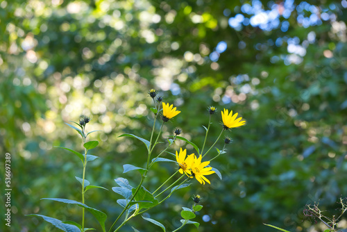 yellowish blooming wildflowers in September to October