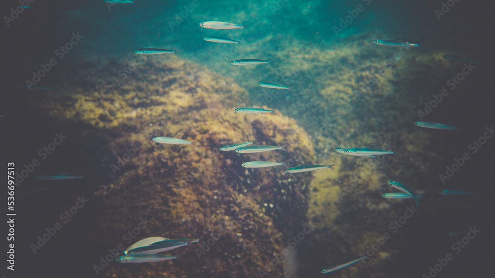 Fototapeta premium poisson petit proche