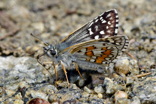 Yellow-banded skipper // Graubrauner Dickkopffalter (Pyrgus sidae) - Prespa National Park, Greece