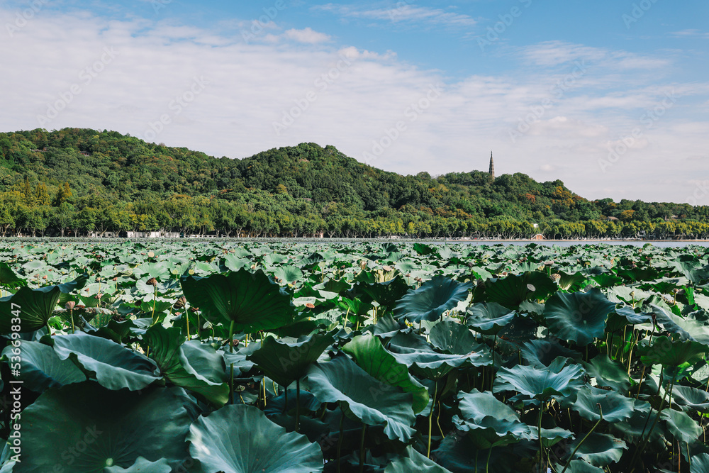 a lake full of lotus