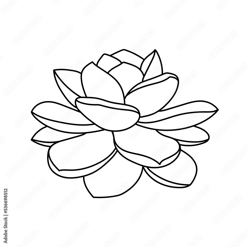 Succulent echeveria laui in doodle style, vector illustration. Desert flower hand drawn for print and design. Isolated element on a white background. Home plant outline, side view