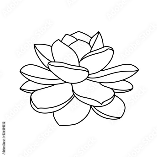 Succulent echeveria laui in doodle style, vector illustration. Desert flower hand drawn for print and design. Isolated element on a white background. Home plant outline, side view