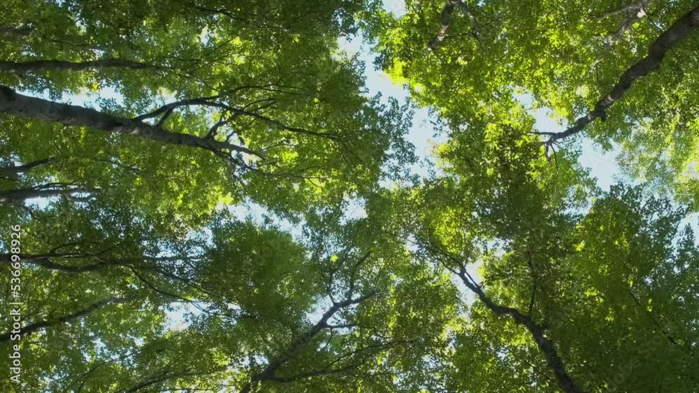 Bottom view of swaying treetops in a deciduous green forest against a blue sky on a summer day. Wide angle bottom view of trunks and branches with fresh green foliage.