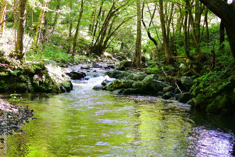 Obraz premium 渓流 