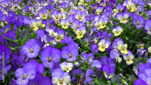 Pan, closeup shot of pansy / viola flower garden. 4K