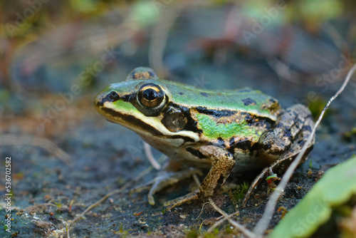 Closeup on a colorful green sub-adult Marsh frog, Pelophylax ridibundus