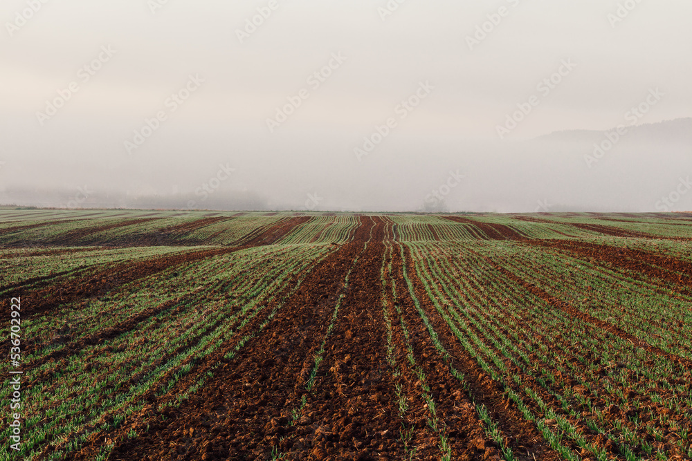 Agriculture field at morning misty fog. Tranquil autumn Czech landscape