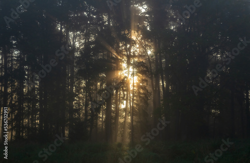 Sunbeams shine through fog forest at morning sunrise. Tranquil Czech landscape