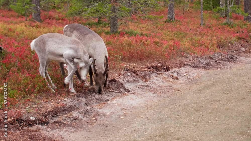 Two raindeers eating colorful autumn undergrowth in Ylläs, Lapland. Two raindeers eating colorful autumn undergrowth in Ylläs, Lapland.