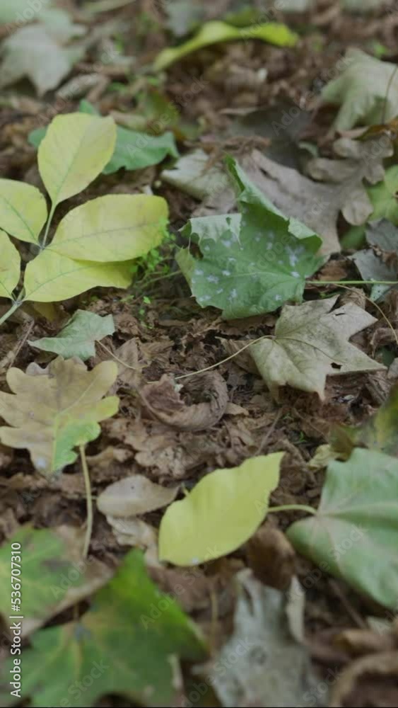 Close-up of autumn background leaf covered leaves park falling on a sunny day. Foliage autumn concept. Camera slowly moves sideway to the left side, vertical video, slow motion Close-up of autumn background leaf covered leaves park falling on a sunny day. Foliage autumn concept. Camera slowly moves sideway to the left side, vertical video, slow motion