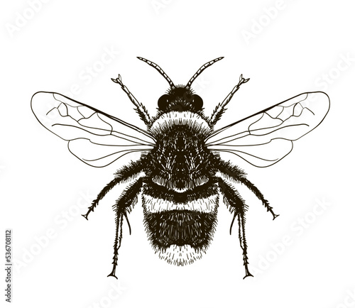 Hand drawn vector of honey bee isolated on white. Sketch engraving illustration of insect. Engraving illustration for beekeeping and apiculture farm. Detailed drawing of an insect. Bumblebee, bee. © EVGENIY