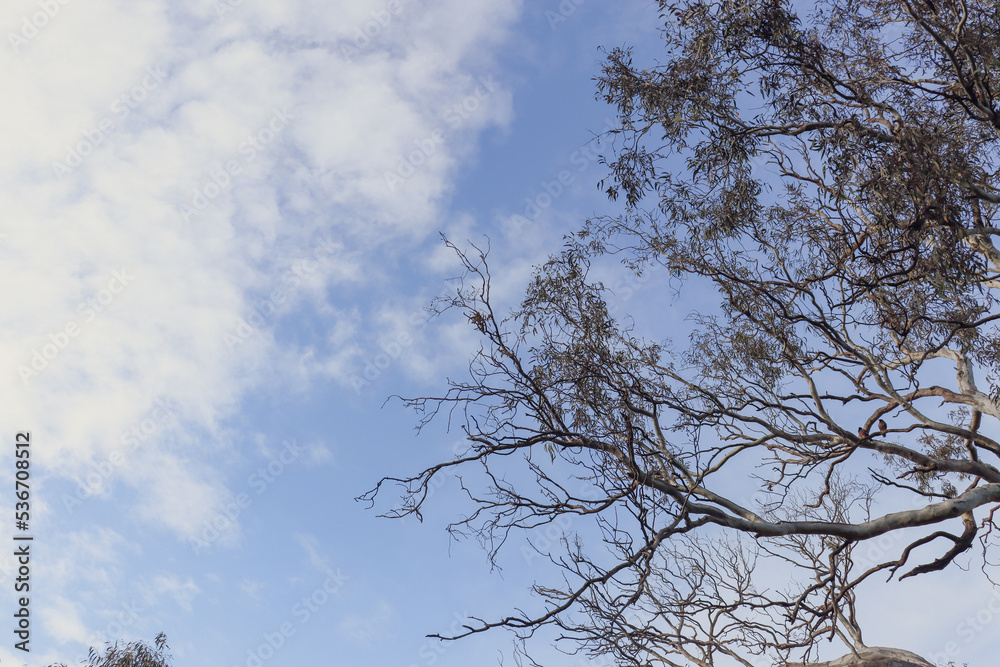 eucalyptus tree branches against sky eucalyptus tree branches against sky