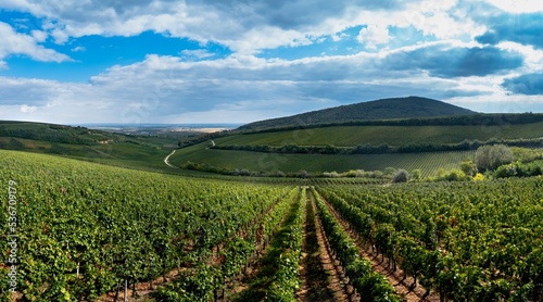 Tableau sur toile Tokaj wine region in Hungary aerial landscape panorama