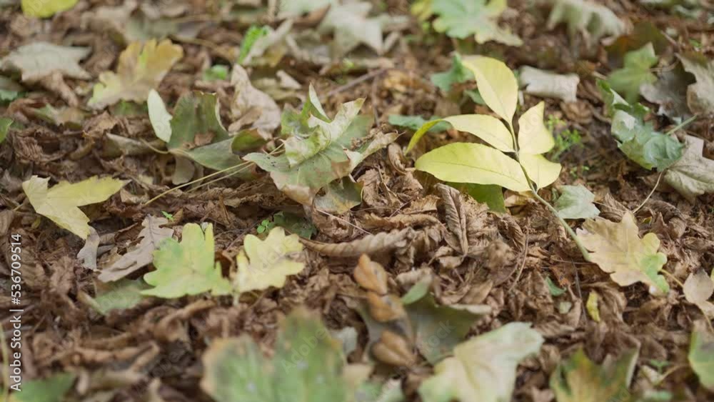 Close-up of autumn background leaf covered leaves park falling on a sunny day. Foliage autumn concept. Camera slowly moves sideway to the right side, slow motion
Close-up of autumn background leaf covered leaves park falling on a sunny day. Foliage autumn concept. Camera slowly moves sideway to the right side, slow motion
