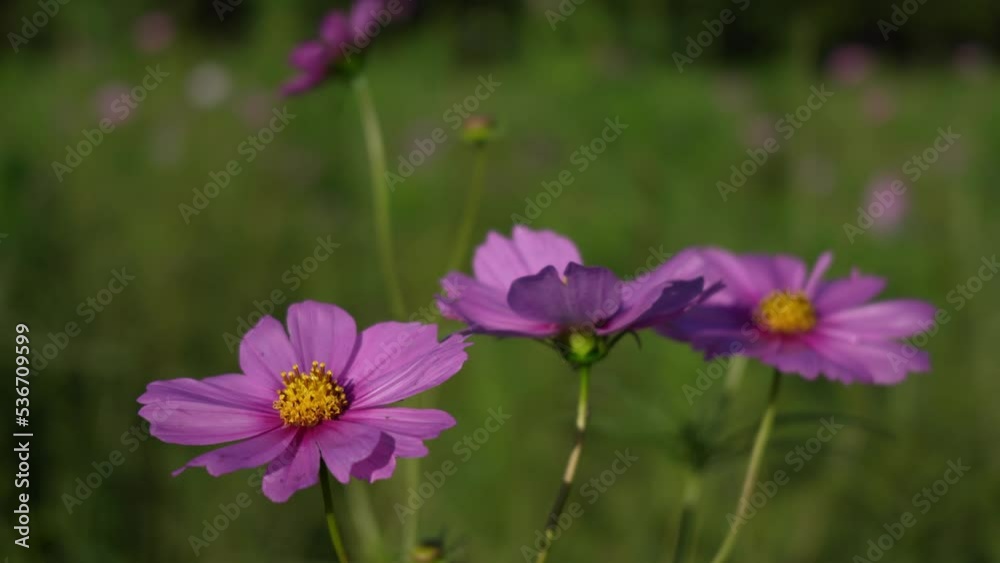 Pink autumn cherry blossoms Relaxing in the wind Natural scenery material 4K video ピンクの秋桜 風でゆれるリラックス 自然風景素材 4K動画 Pink autumn cherry blossoms Relaxing in the wind Natural scenery material 4K video ピンクの秋桜 風でゆれるリラックス 自然風景素材 4K動画