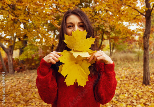A young brunette woman in a red sweater covers herself with yellow autumn foliage in nature in the forest. Brunette woman autumn portrait. brown tint