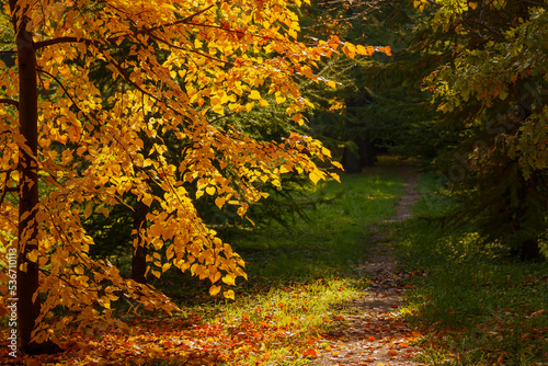  Autumn scene in the park. An alley of trees with red and yellow foliage.