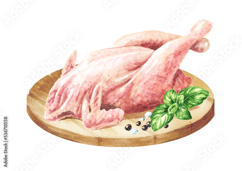 Raw chicken hen carcass, free grazing, farm, home. Hand drawn watercolor illustration isolated on white background