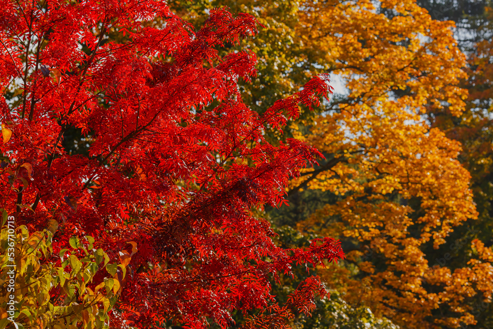 Autumn trees in the park. Yellow and red foliage of trees in the autumn season Autumn trees in the park. Yellow and red foliage of trees in the autumn season