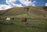 Italy, Umbria: Horses relaxing in the Castelluccio di Norcia plateau.