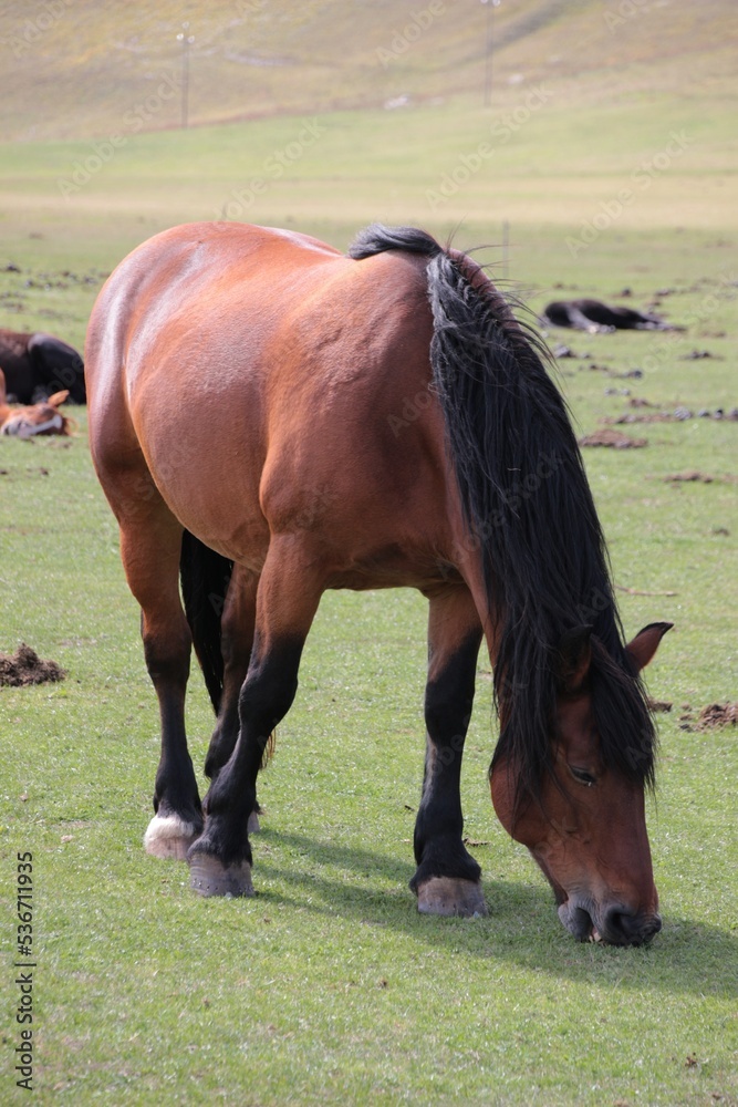 Italy, Umbria: Horses relaxing in the Castelluccio di Norcia plateau. Italy, Umbria: Horses relaxing in the Castelluccio di Norcia plateau.